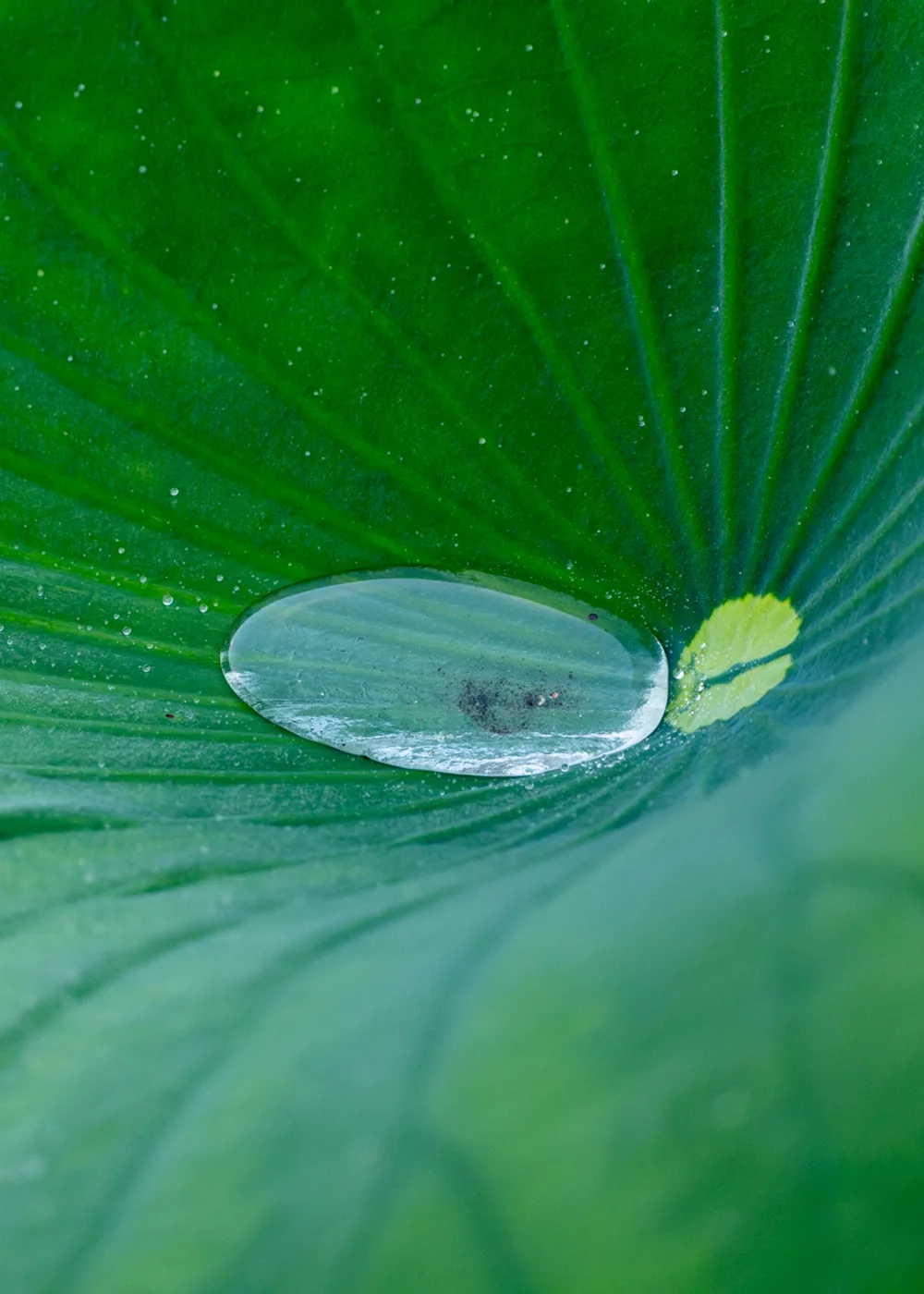 Complete water droplet resting on a broad green leaf